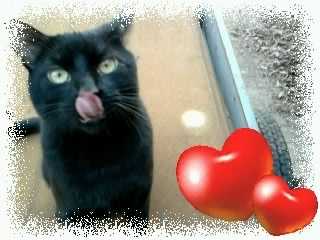 Bb Chat - Mâle (1 an)