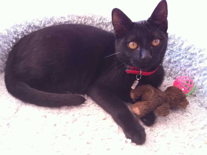 Mickey - Mâle (5 mois)