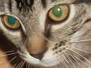 Glup's - Femelle (5 ans)