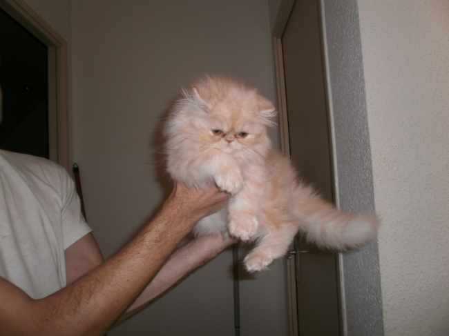 fuego - Mâle (2 ans)