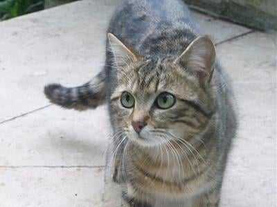 Douce minette que j'ai en famille d'accueil très craintive pour le moment - Femelle