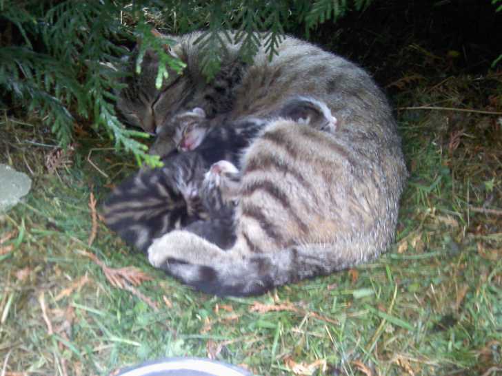 Petite famille vu dans un buisson chez une connaissance :) -