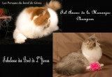 Chaton de race Persan femelle à vendre