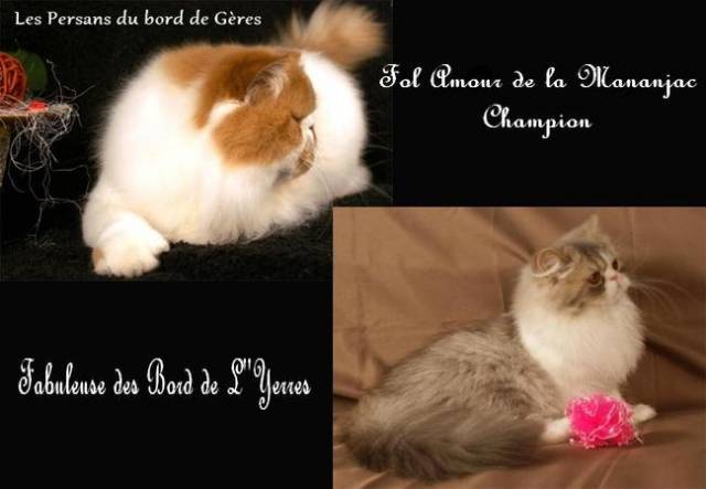 Chaton de race Persan femelle à vendre