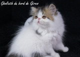 Chaton de race Persan femelle à vendre