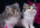 Chaton de race Persan femelle à vendre