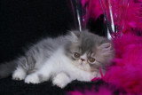 Chaton de race Persan femelle à vendre
