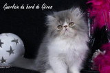Chaton de race Persan femelle à vendre