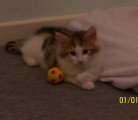 Chatons de race Norvégien à vendre (1 femelle & 1 mâle)