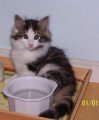 Chatons de race Norvégien à vendre (1 femelle & 1 mâle)