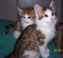 Chatons de race Norvégien à vendre (1 femelle & 1 mâle)