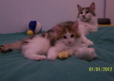 Chatons de race Norvégien à vendre (1 femelle & 1 mâle)