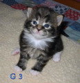 Chaton de race Maine Coon femelle à vendre