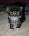 Chaton de race Maine Coon femelle à vendre