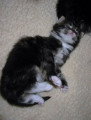 Chaton de race Maine Coon femelle à vendre