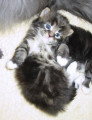 Chaton de race Maine Coon femelle à vendre