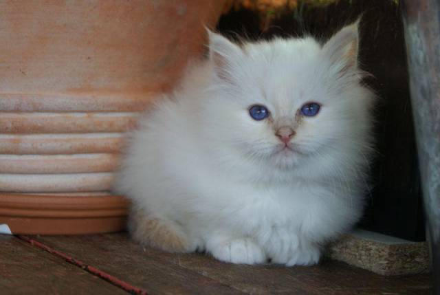 Chaton de race Sacré de Birmanie femelle à vendre