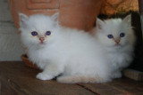 Chaton de race Sacré de Birmanie femelle à vendre