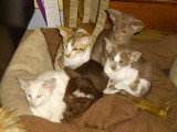 Chatons de race Oriental Shorthair à vendre (1 femelle & 1 mâle)