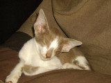 Chatons de race Oriental Shorthair à vendre (1 femelle & 1 mâle)