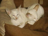 Chatons de race Oriental Shorthair à vendre (1 femelle & 1 mâle)
