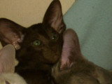 Chatons de race Oriental Shorthair à vendre (1 femelle & 1 mâle)