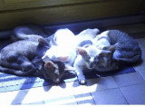 Chatons de race Oriental Shorthair à vendre (1 femelle & 1 mâle)