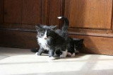 Chat de race Norvégien femelle à vendre