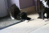 Chat de race Norvégien femelle à vendre