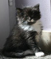 Chat de race Norvégien femelle à vendre
