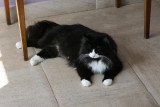 Chat de race Norvégien femelle à vendre