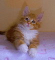 Chatons de race Maine Coon à vendre (2 femelles & 2 mâles)