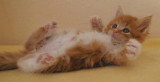 Chatons de race Maine Coon à vendre (2 femelles & 2 mâles)
