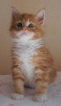 Chatons de race Maine Coon à vendre (2 femelles & 2 mâles)