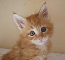 Chatons de race Maine Coon à vendre (2 femelles & 2 mâles)