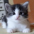 Chatons de race Norvégien à vendre (3 femelles)