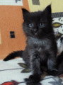 Chatons de race Norvégien à vendre (3 femelles)