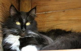 Chatons de race Norvégien à vendre (3 femelles)