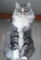 Chatons de race Norvégien à vendre (3 femelles)