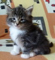 Chatons de race Norvégien à vendre (3 femelles)