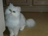 Chat adulte de race Persan mâle à vendre