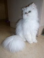 Chat adulte de race Persan mâle à vendre