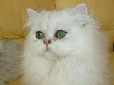 Chat adulte de race Persan mâle à vendre