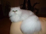 Chat adulte de race Persan mâle à vendre
