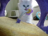 Chaton de race Persan femelle à vendre