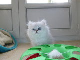 Chaton de race Persan femelle à vendre