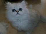 Chaton de race Persan femelle à vendre