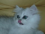 Chaton de race Persan femelle à vendre