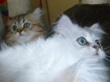 Chaton de race Persan femelle à vendre