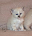 Chatons de race Sacré de Birmanie à vendre (2 femelles & 2 mâles)